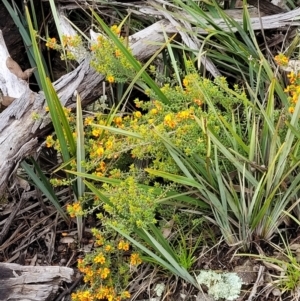 Pultenaea procumbens at Hawker, ACT - 1 Oct 2021