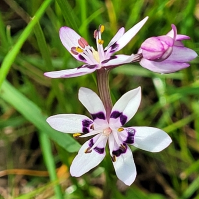 Wurmbea dioica subsp. dioica (Early Nancy) at Hawker, ACT - 1 Oct 2021 by tpreston