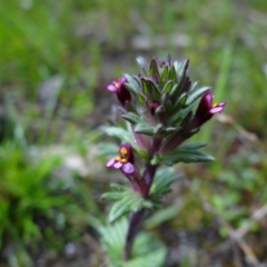 Parentucellia latifolia (Red Bartsia) at Red Hill Nature Reserve - 1 Oct 2021 by Miranda