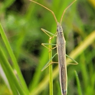 Mutusca brevicornis (A broad-headed bug) at Hawker, ACT - 1 Oct 2021 by trevorpreston