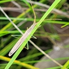 Mutusca brevicornis at Hawker, ACT - 1 Oct 2021