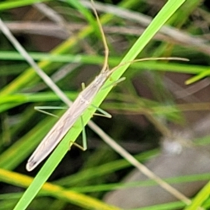 Mutusca brevicornis at Hawker, ACT - 1 Oct 2021 11:51 AM