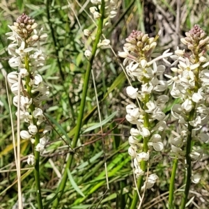 Stackhousia monogyna at Hawker, ACT - 1 Oct 2021 11:54 AM