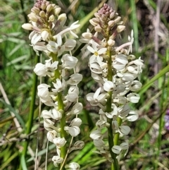 Stackhousia monogyna at Hawker, ACT - 1 Oct 2021