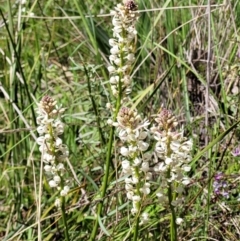 Stackhousia monogyna at Hawker, ACT - 1 Oct 2021 11:54 AM