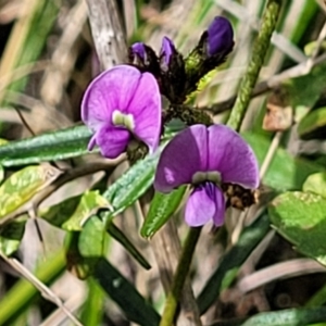 Glycine clandestina at Hawker, ACT - 1 Oct 2021