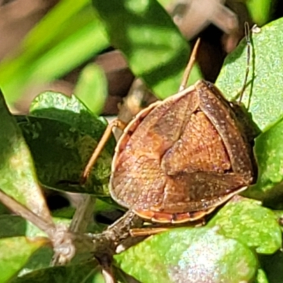 Dictyotus caenosus (Brown Shield Bug) at Hawker, ACT - 1 Oct 2021 by trevorpreston