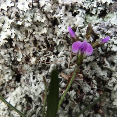 Glycine clandestina (Twining Glycine) at Garran, ACT - 1 Oct 2021 by Miranda