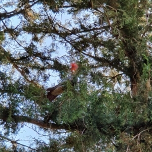 Callocephalon fimbriatum at Curtin, ACT - 28 Sep 2021