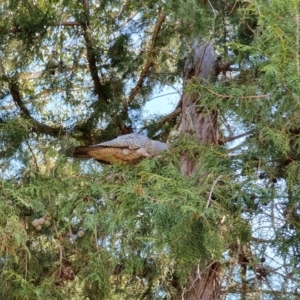 Callocephalon fimbriatum at Curtin, ACT - 28 Sep 2021