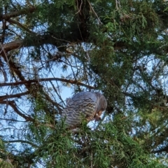 Callocephalon fimbriatum at Curtin, ACT - 28 Sep 2021