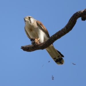 Falco cenchroides at Pialligo, ACT - 28 Sep 2021