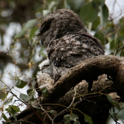 Podargus strigoides (Tawny Frogmouth) at Springdale Heights, NSW - 1 Oct 2021 by PaulF