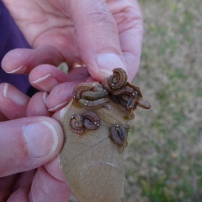 Mnesampela privata (Autumn Gum Moth) at Holder, ACT - 11 Jul 2021 by Miranda