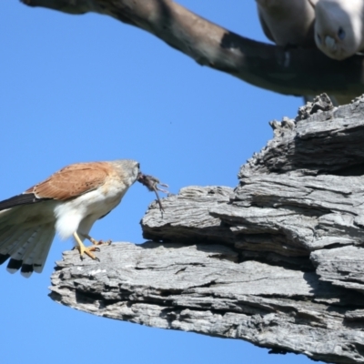 Falco cenchroides (Nankeen Kestrel) at Majura, ACT - 28 Sep 2021 by jb2602