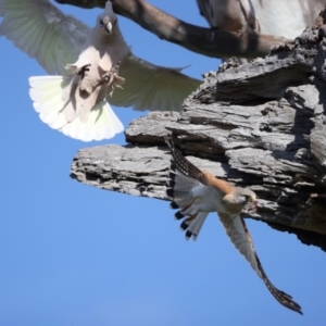 Falco cenchroides at Majura, ACT - suppressed