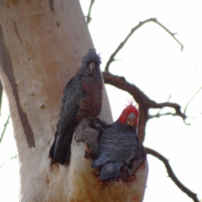 Callocephalon fimbriatum (Gang-gang Cockatoo) at Callum Brae - 28 Apr 2021 by Miranda