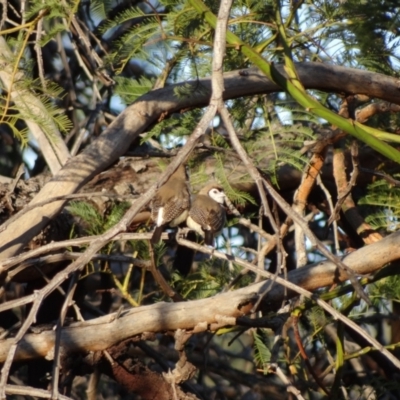 Stizoptera bichenovii (Double-barred Finch) at Stromlo, ACT - 2 May 2021 by Miranda