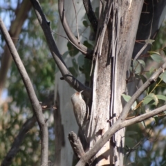 Climacteris erythrops (Red-browed Treecreeper) at Namadgi National Park - 15 Jun 2021 by Miranda