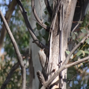 Climacteris erythrops at Tennent, ACT - 15 Jun 2021 10:59 AM