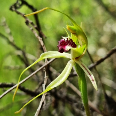 Caladenia parva (Brown-clubbed Spider Orchid) at Coree, ACT - 1 Oct 2021 by RobG1