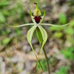 Caladenia parva at Cotter Reserve - suppressed