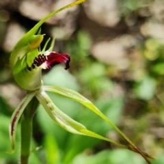 Caladenia parva at Cotter Reserve - suppressed