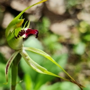 Caladenia parva at Cotter Reserve - suppressed