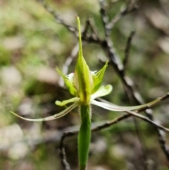 Caladenia parva at Cotter Reserve - suppressed