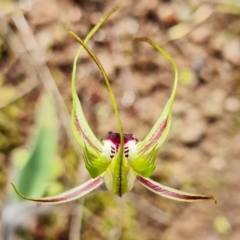 Caladenia parva at Cotter Reserve - suppressed