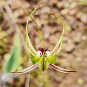 Caladenia parva at Cotter Reserve - suppressed