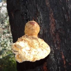 Laetiporus portentosus (White Punk) at Tennent, ACT - 15 Jun 2021 by Miranda