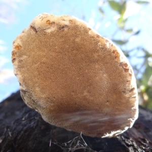 Laetiporus portentosus at Tennent, ACT - 15 Jun 2021