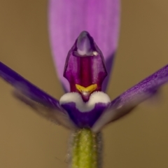 Glossodia major (Wax Lip Orchid) at Mulligans Flat - 25 Sep 2021 by trevsci