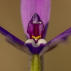 Glossodia major (Wax Lip Orchid) at Bonner, ACT - 26 Sep 2021 by trevsci