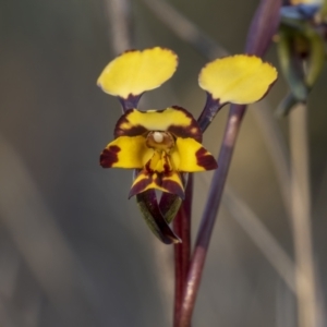 Diuris pardina at Bonner, ACT - 26 Sep 2021