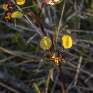 Diuris pardina at Bonner, ACT - 26 Sep 2021