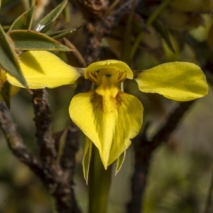 Diuris chryseopsis at Bonner, ACT - 26 Sep 2021