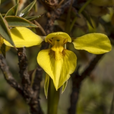 Diuris chryseopsis (Golden Moth) at Bonner, ACT - 25 Sep 2021 by trevsci