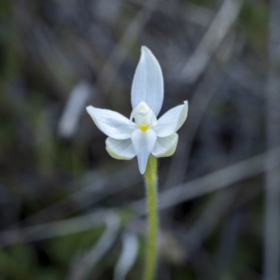 Glossodia major (Wax Lip Orchid) at Bonner, ACT - 26 Sep 2021 by trevsci