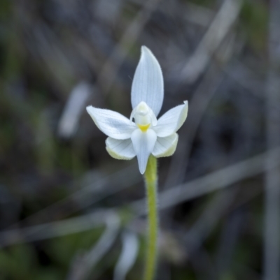 Glossodia major (Wax Lip Orchid) at Mulligans Flat - 25 Sep 2021 by trevsci