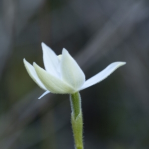 Glossodia major at Bonner, ACT - 26 Sep 2021