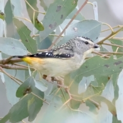 Pardalotus punctatus (Spotted Pardalote) at Majura, ACT - 28 Sep 2021 by jb2602