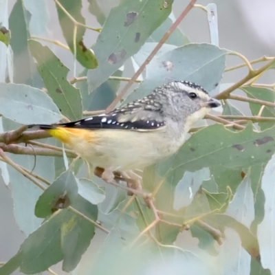 Pardalotus punctatus (Spotted Pardalote) at Majura, ACT - 28 Sep 2021 by jb2602
