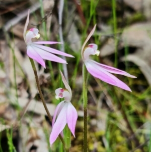 Caladenia carnea at Coree, ACT - 1 Oct 2021