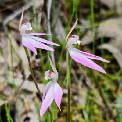 Caladenia carnea (Pink Fingers) at Coree, ACT - 1 Oct 2021 by RobG1