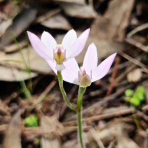 Caladenia carnea at Coree, ACT - 1 Oct 2021