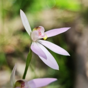 Caladenia carnea at Coree, ACT - 1 Oct 2021