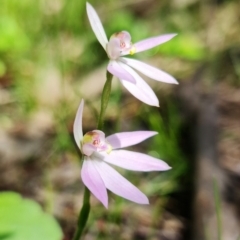 Caladenia carnea at Coree, ACT - suppressed