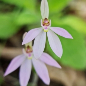 Caladenia carnea at Coree, ACT - 1 Oct 2021